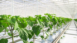 greenhouses_thumb